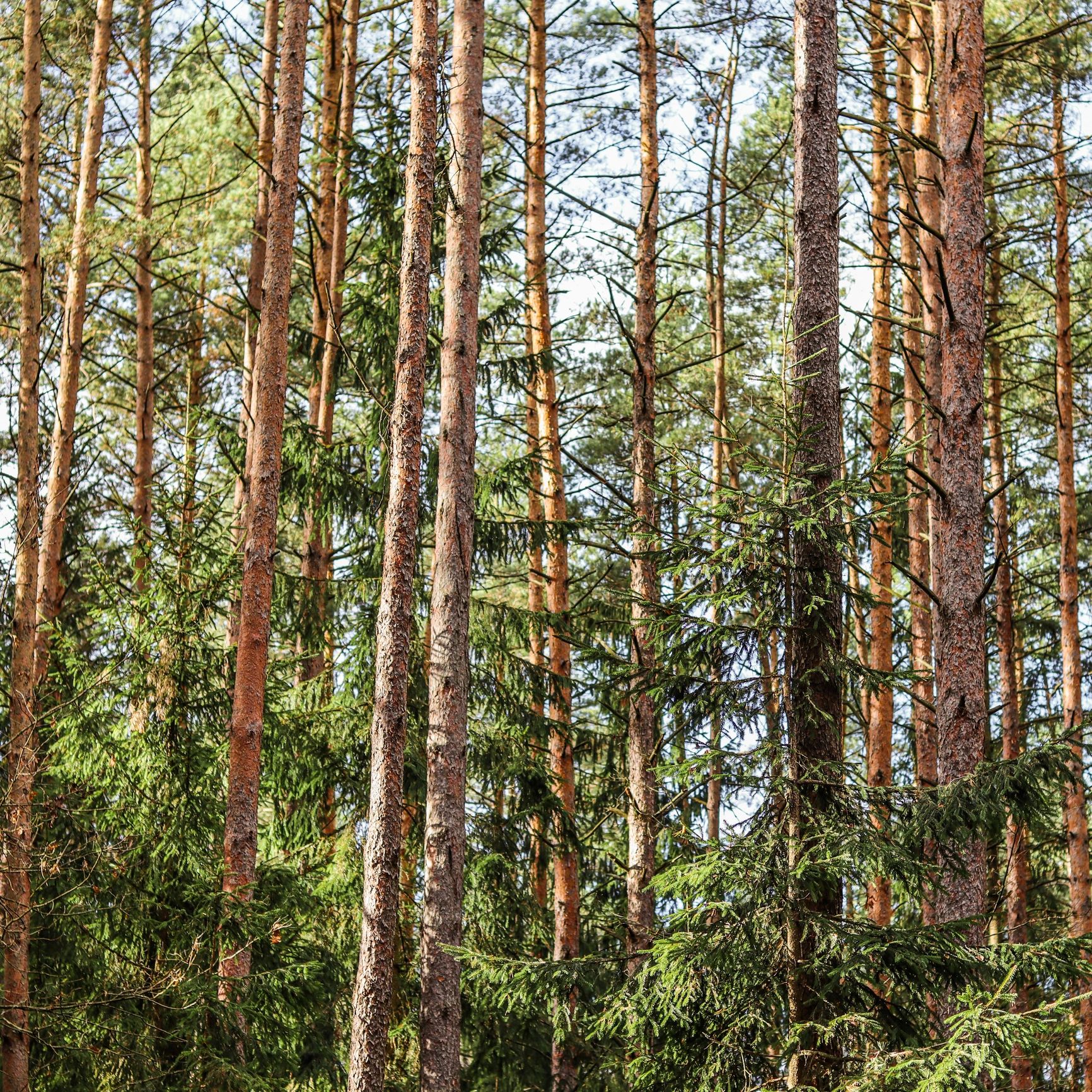 Dense pine forest with tall trees and green foliage.