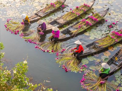 Women on boats harvesting pink water lilies in a serene pond.