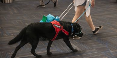 A service dog walking alongside a person pulling a suitcase.