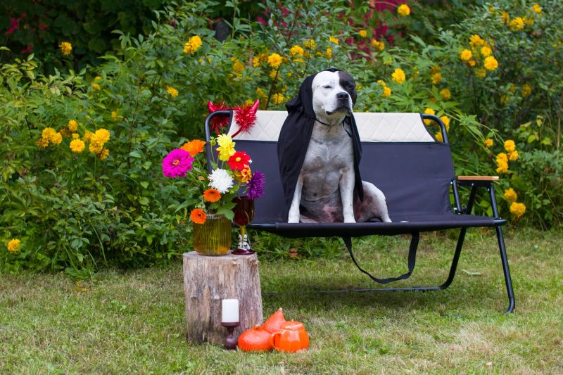 A dog in a vampire costume in nature. Halloween Party