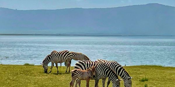 Zebras grazing peacefully near a lake with mountains in the background.