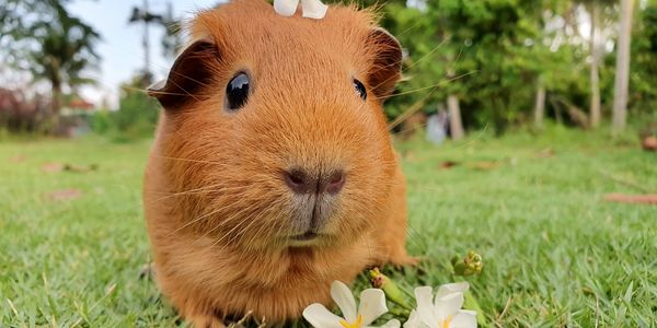Cute Guinea Pig