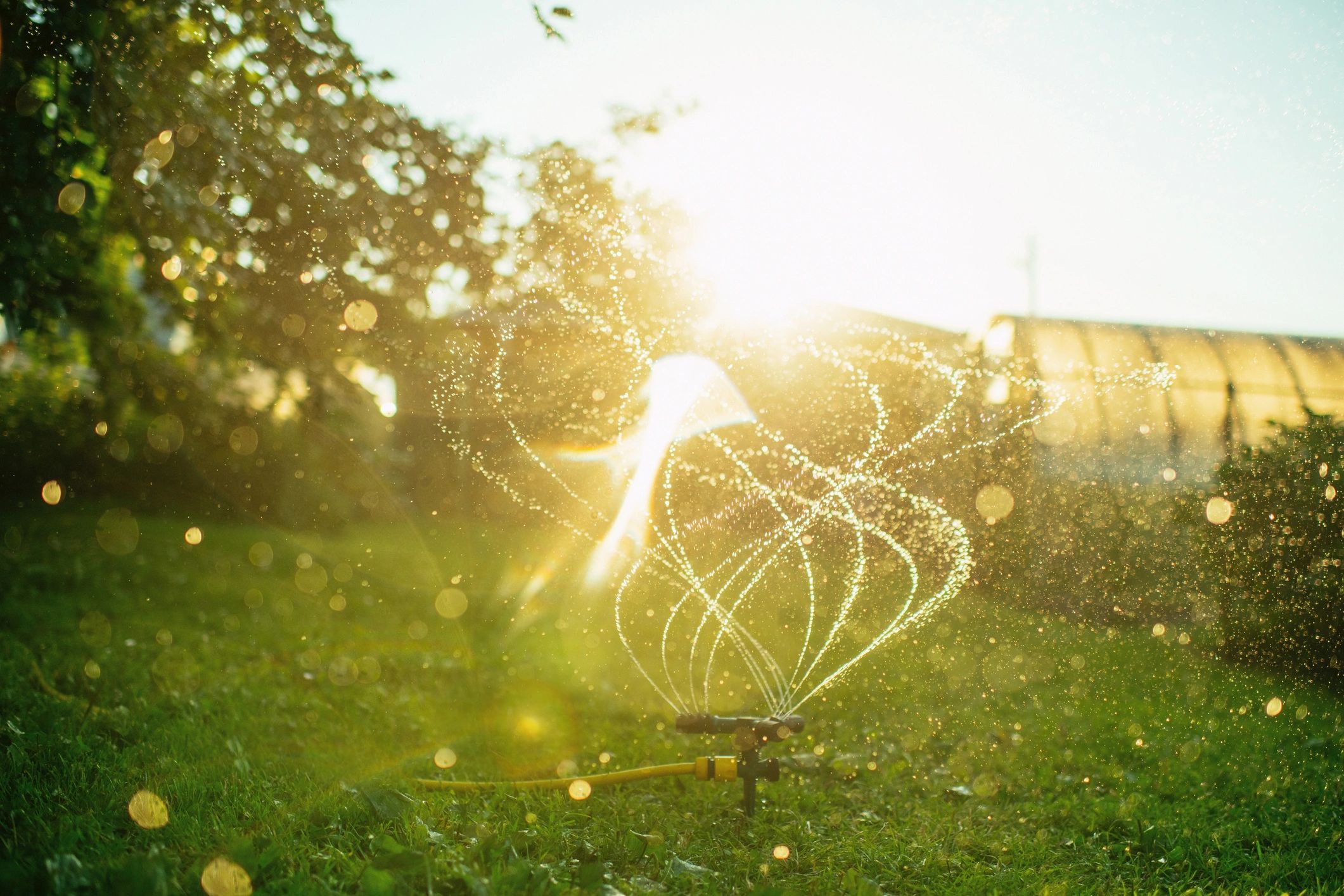 Garden sprinkler watering grass in sunlight.