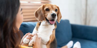 Dog with owner on sofa