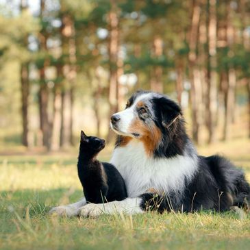 A black cat and a tricolor dog lying together on grass in a forest.