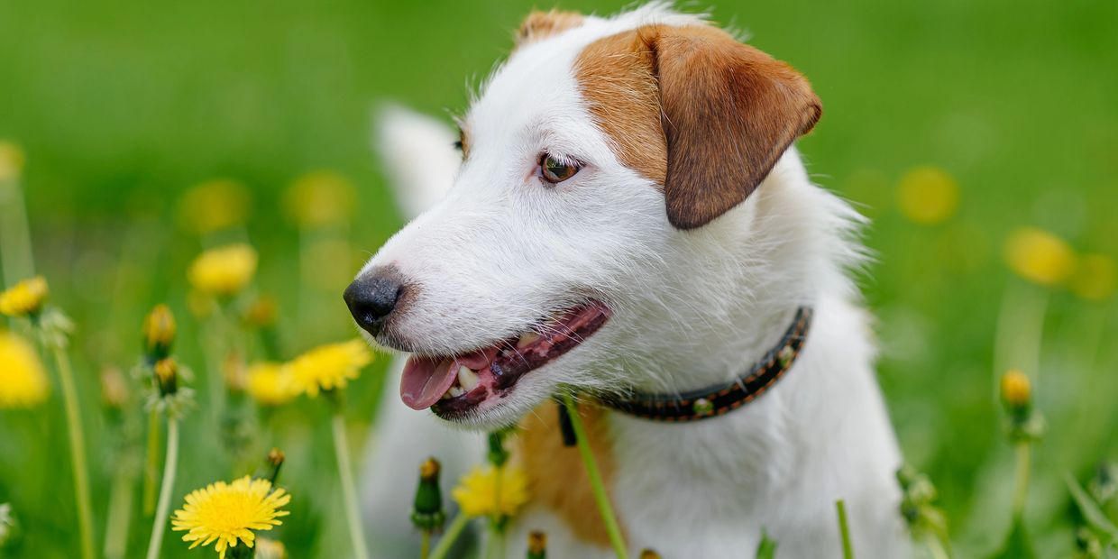 Happy dog with brown ears enjoying a green field of yellow flowers.