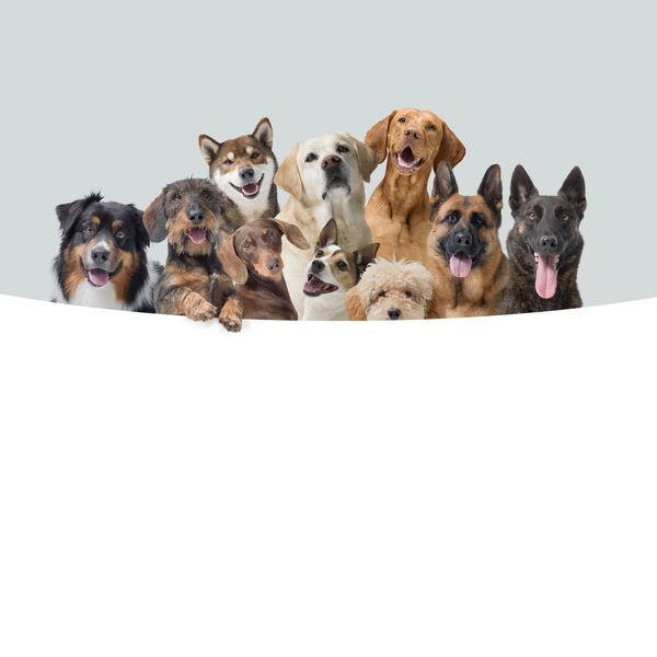 A joyful group of various dog breeds posing together against a plain background.
