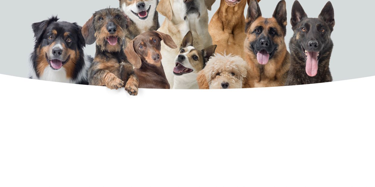 A happy group of diverse dog breeds peeking over a white surface.