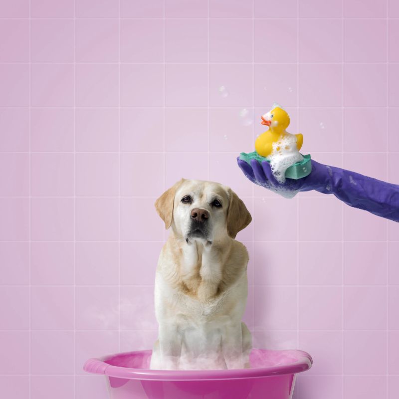 Cute Labrador bathing in a plastic basin, the pet owner is holding a soapy sponge and a toy