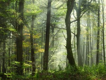 Sunlight filters through a lush green forest with a dirt path.