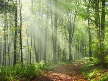 Sunlight filters through a lush green forest with a dirt path.