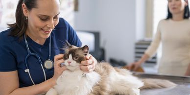 Veterinarian examining a cat with owner in the background.