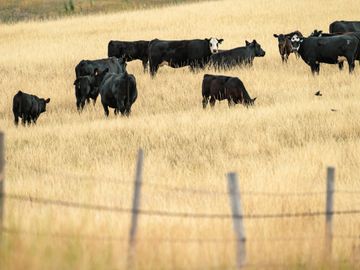 Black cows grazing in a dry golden field behind a fence.