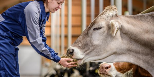 Person feeding cow in a barn.