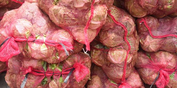sugar beets