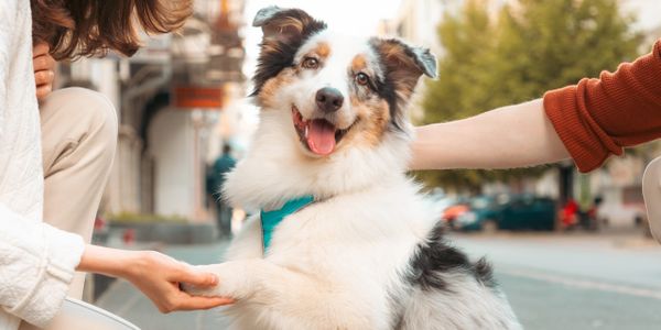 Happy dog shaking hands with people outdoors.
