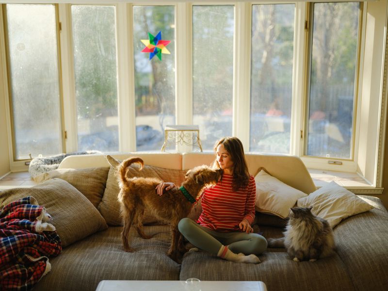 Cheerful woman cuddling with dog and cat  on the sofa on sunny afternoon