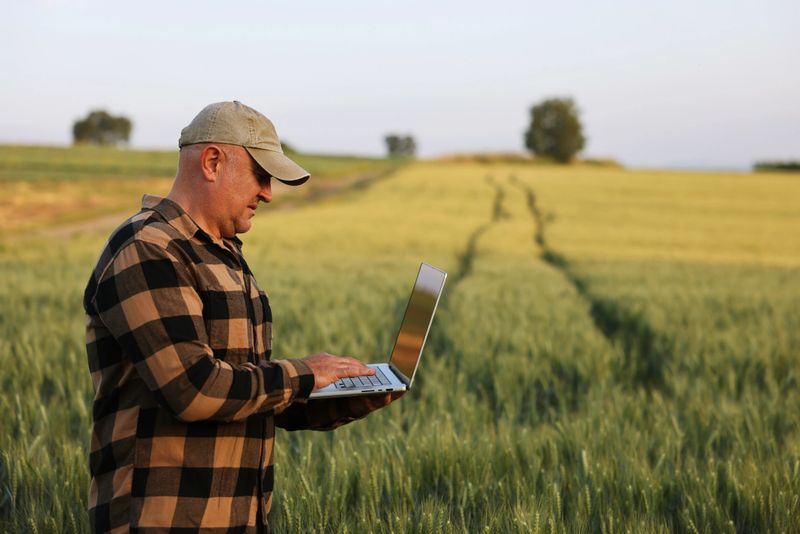 Farmer working with laptop on wheat field.