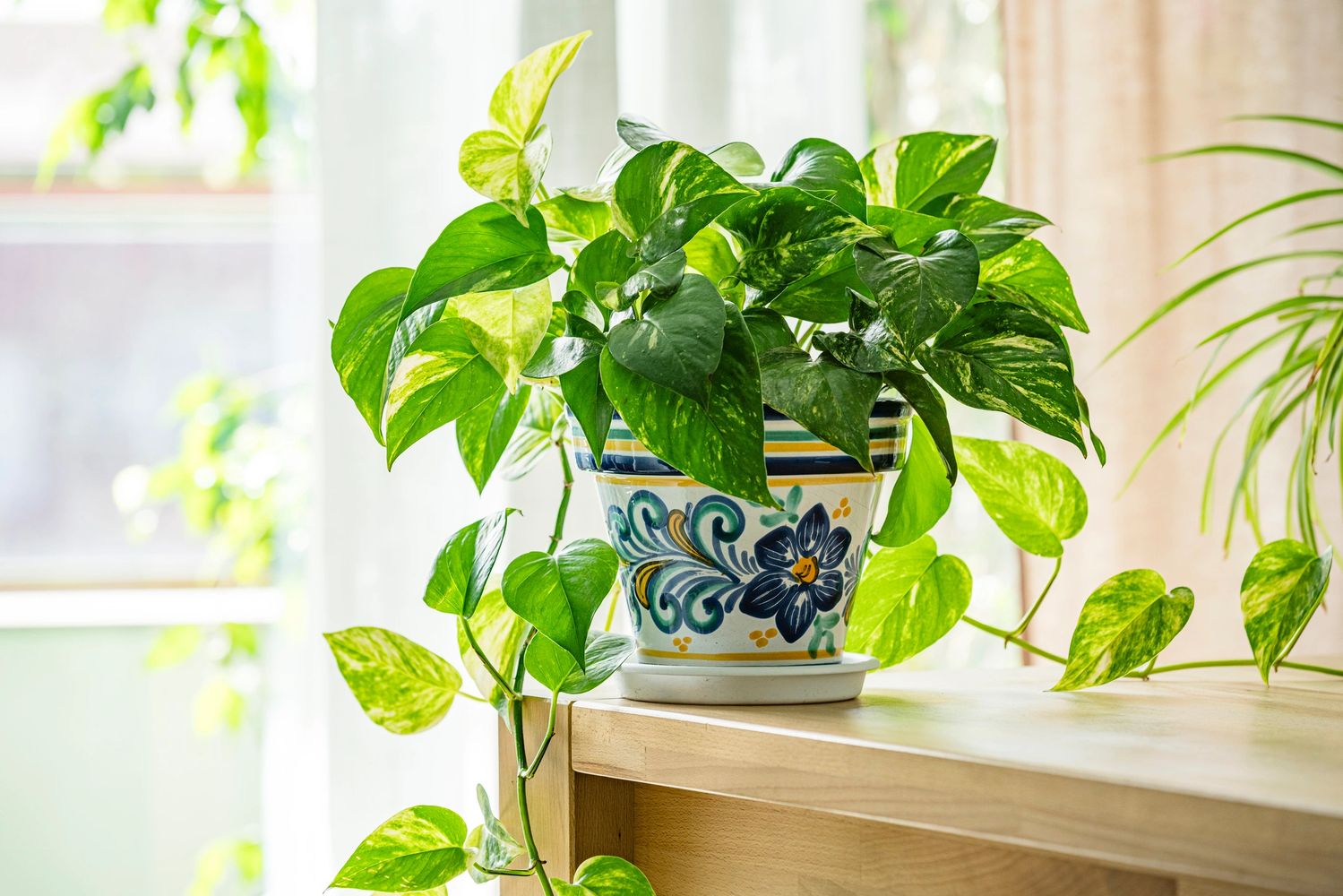 A vibrant pothos plant in a decorative ceramic pot on a wooden surface.