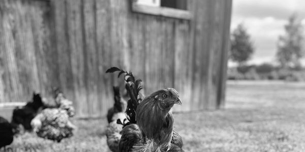 Black and white photo of chickens near a wooden building.
