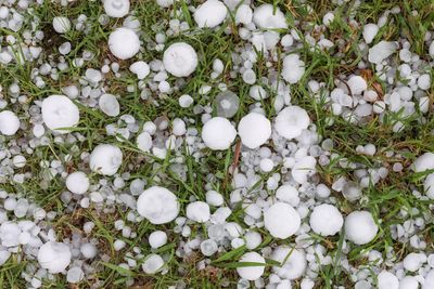 Hail on the ground
