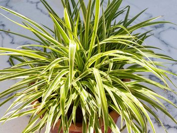 A vibrant spider plant with long green and white striped leaves in a pot.