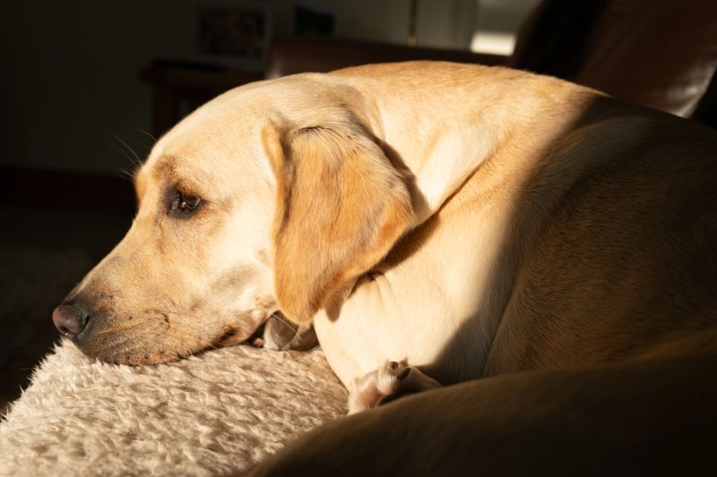 Pet dog on a soft blanket snoozing in the warm evening sun