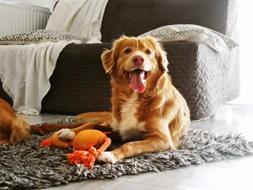 Happy brown dog lying on a rug with a toy.