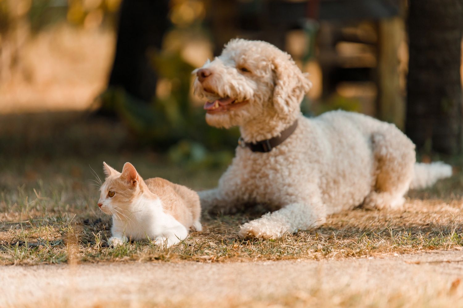 Black pencils in a gray holder next to a stack of white magazines with a camera in the background.