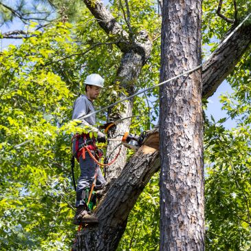 Arborist cutting a tree branch with chainsaw.