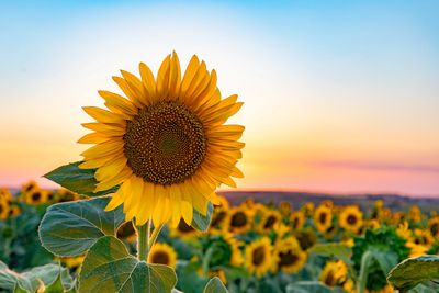 Bright sunflower in a field during sunset.