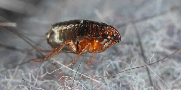 Close-up of a flea on a fabric surface.