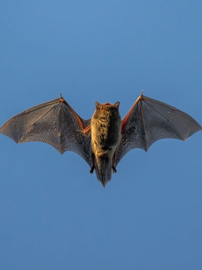 A bat in Harrison, Stark, Tuscarawas, or Carroll County, Ohio.  Pest Pirates homes and businesses.