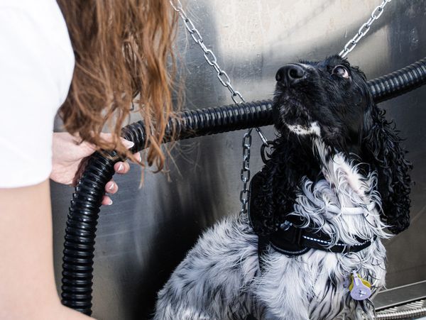 A wet dog being bathed by a person using a hose in a metal tub.