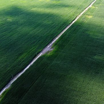 A narrow path cutting through lush green fields.