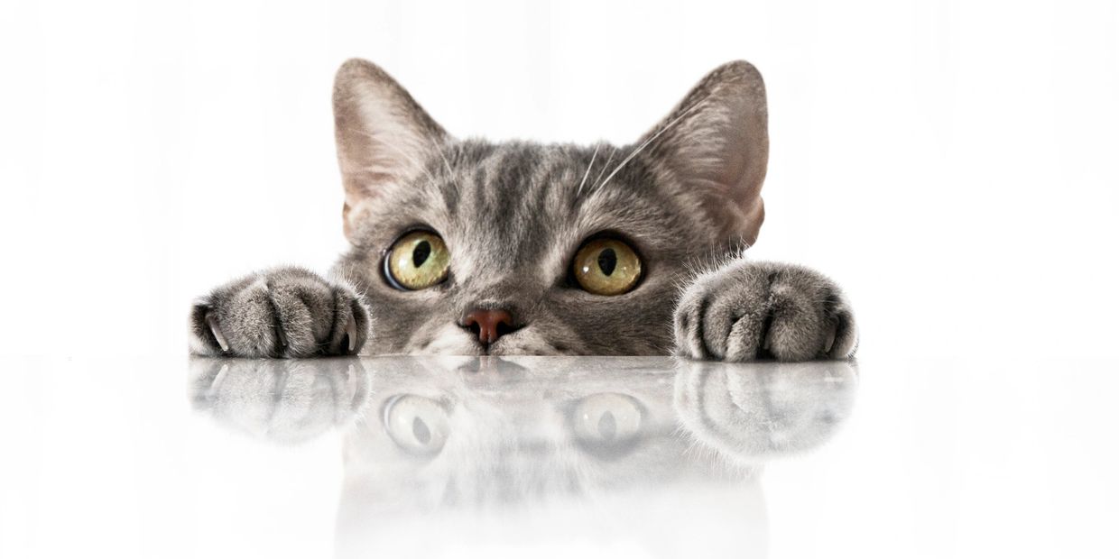 Curious gray cat peeking over reflective surface with wide eyes.