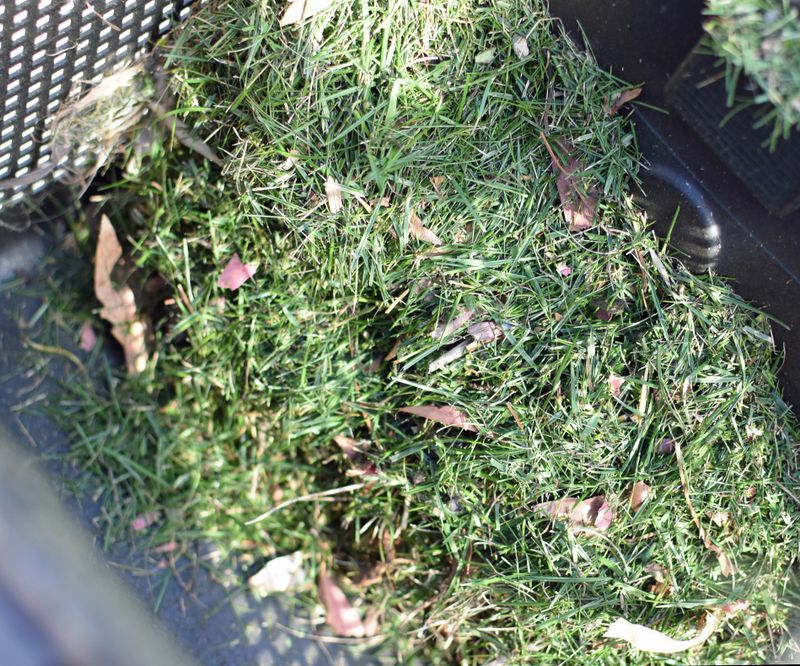 Lush green lawn cuttings in a lawn mower grass cutting collection box. Domestic garden gardening jobs or chores. Outdoors on a sunny summer autumn day.