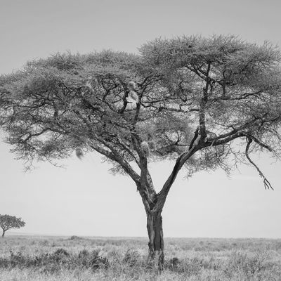 A solitary acacia tree in a grassy plain.