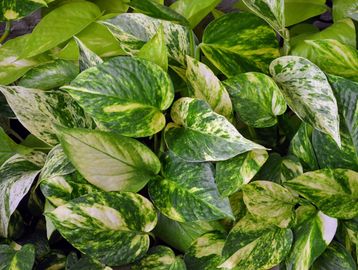 Close-up of green and yellow variegated pothos leaves densely packed.