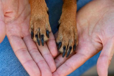 Home euthanasia, pet euthanasia, cat euthanasia, euthanasia Liverpool, Merseyside pet 