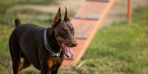 Doberman dog with cropped ears standing near agility equipment outdoors.