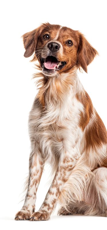 Small white dog with a red flower accessory on its head sitting in a bag.