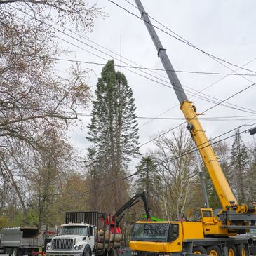 maryland tree removal