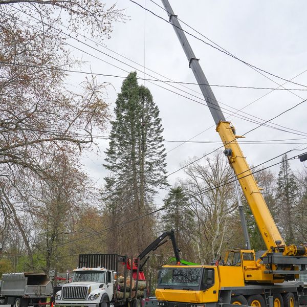 maryland tree removal