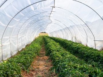 Rows of green plants growing inside a protective plastic tunnel greenhouse.
