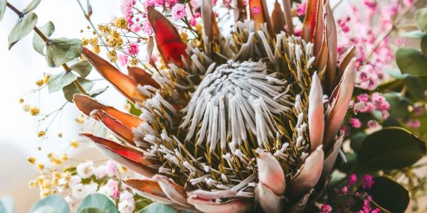 Close-up of a unique protea flower surrounded by small colorful flowers.