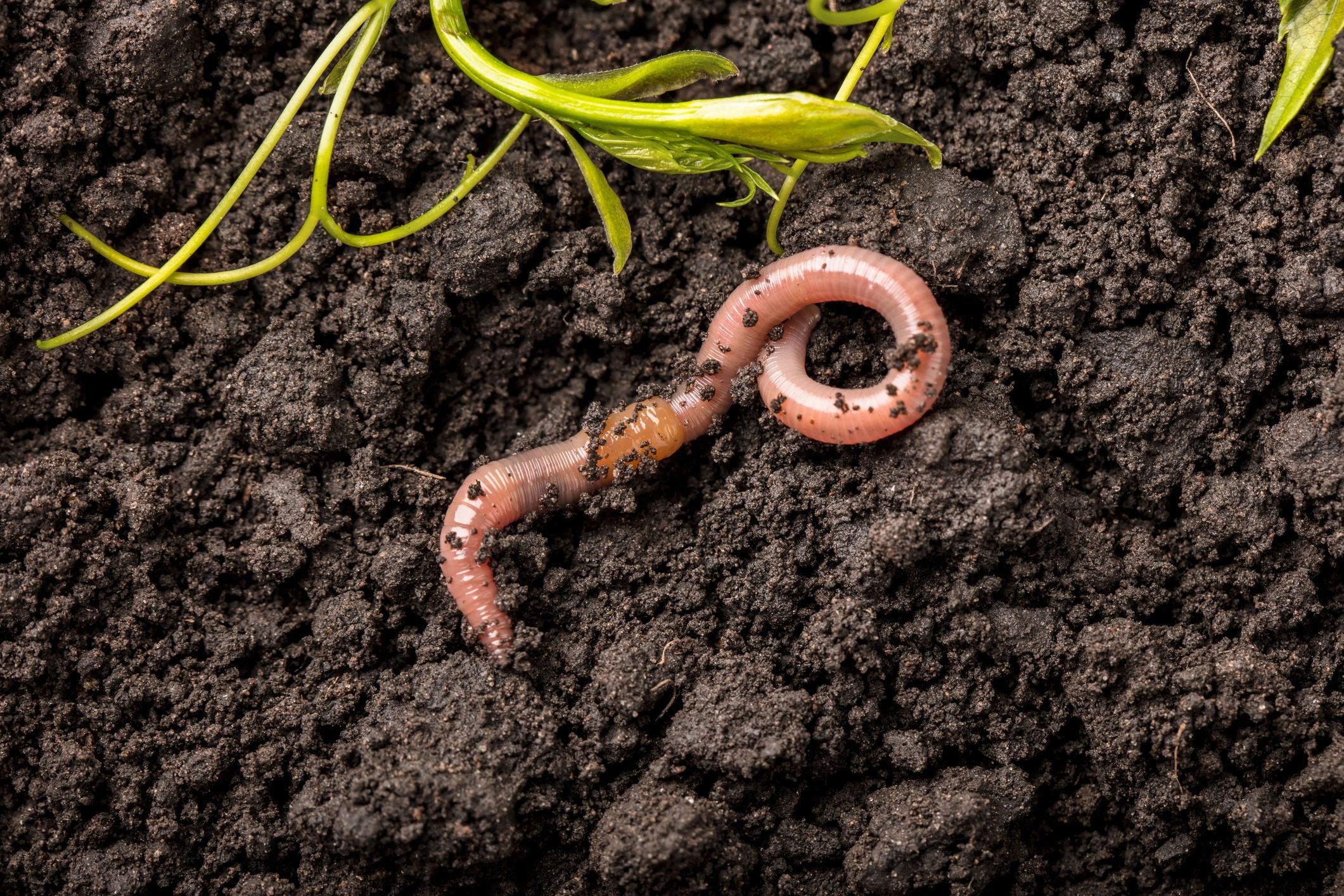 Top Vermiculture Products for Your Garden