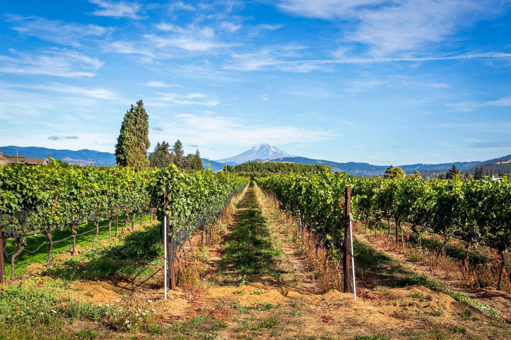 Wine Tours with Great Grapes Tours - Explore and Taste!