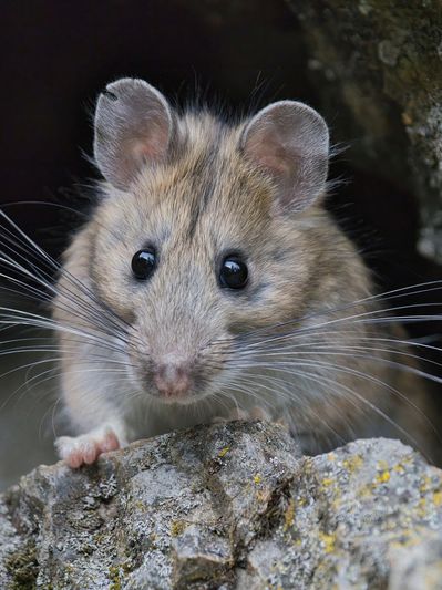 mice and rodent removal in Harrison, Stark, Carroll & Tuscarawas County homes