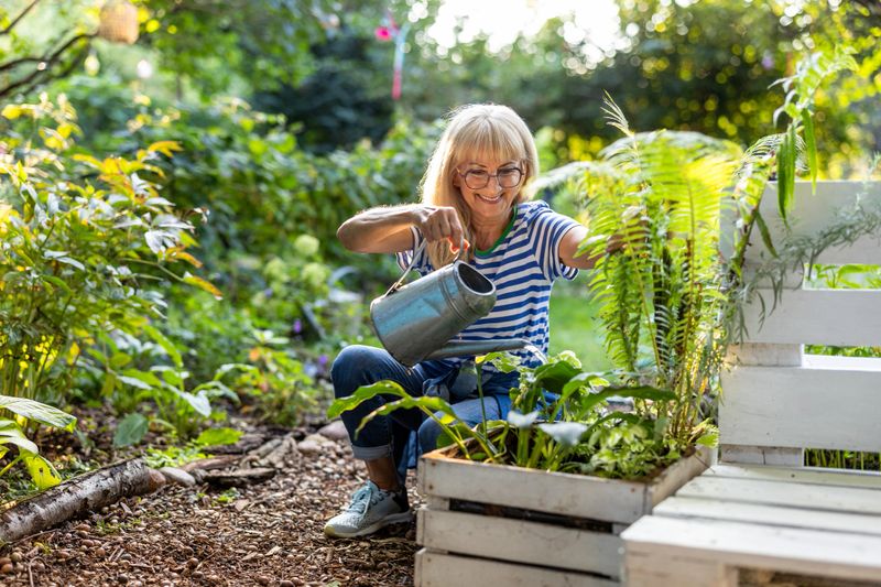 Mature woman watering plants in her garden on a sunny summer day